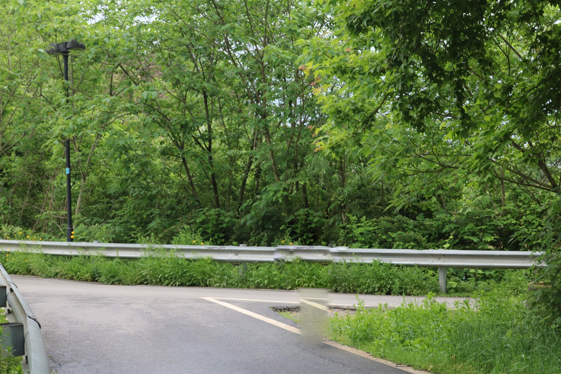 林荫道路