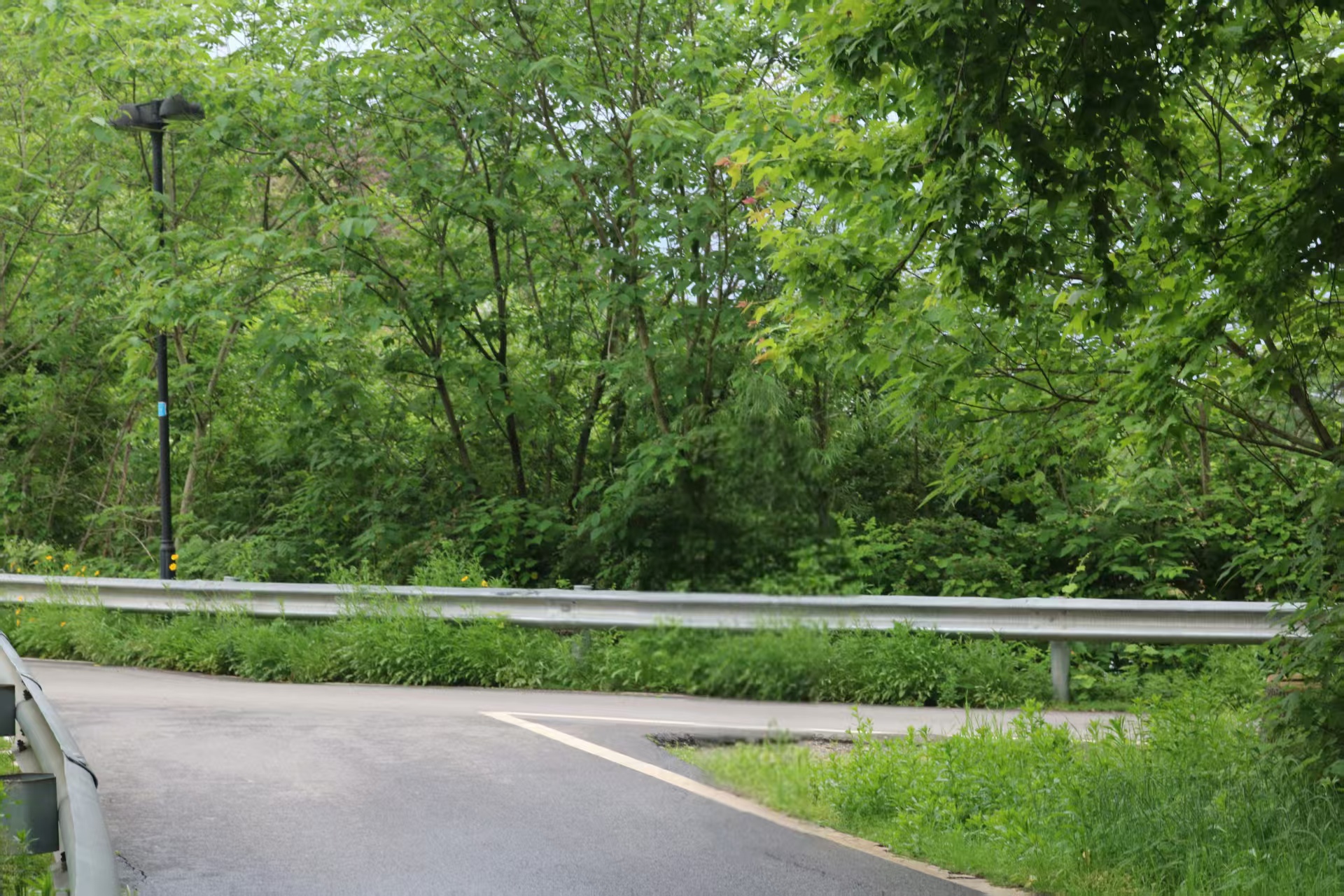 林荫道路